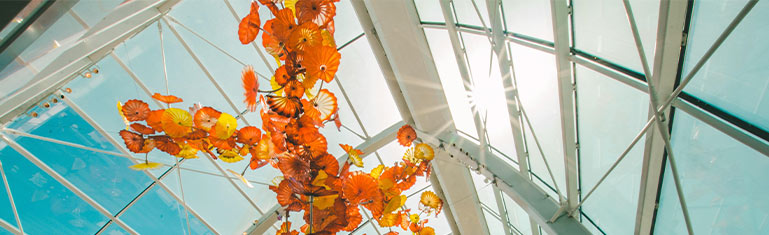 Orange Flowers Inside Building | Suntamers