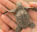 A person holding a baby sea turtle | Suntamers Window Tinting