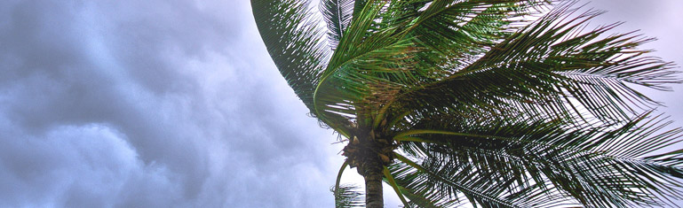 Palm Tree Blowing While a Storm Comes Through
