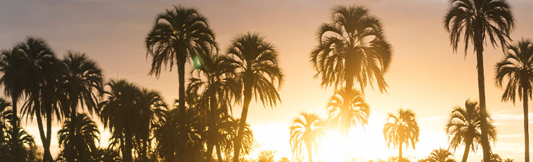 Suntamers | Palm Trees during sunset